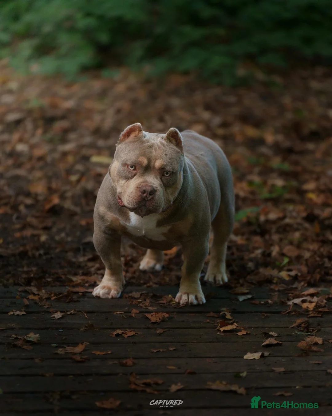 American Bully dogs for sale: POCKET BULLYS CHAMPION BLOOD LINES ABKC REGISTERD - Advert 10