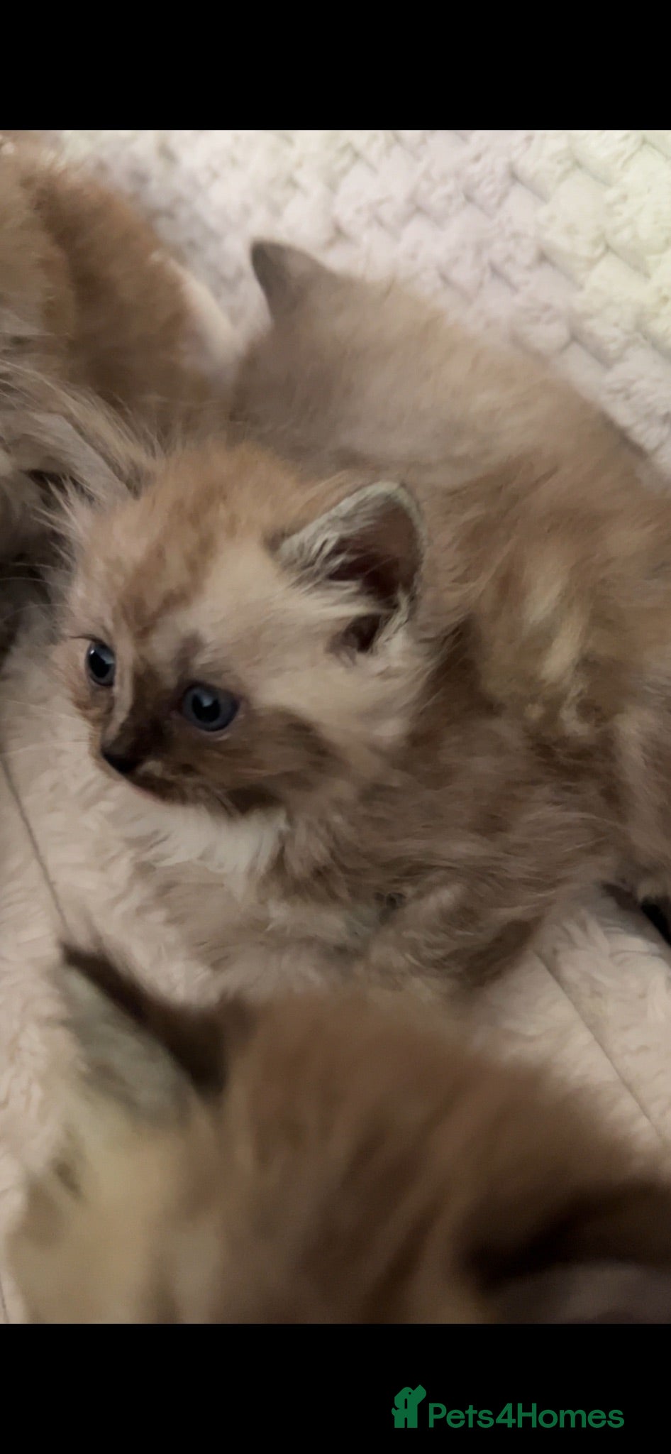 Ragdoll cats Mink & Sepia Cherubim Ragdolls TICA Pedigree  - Advert 2