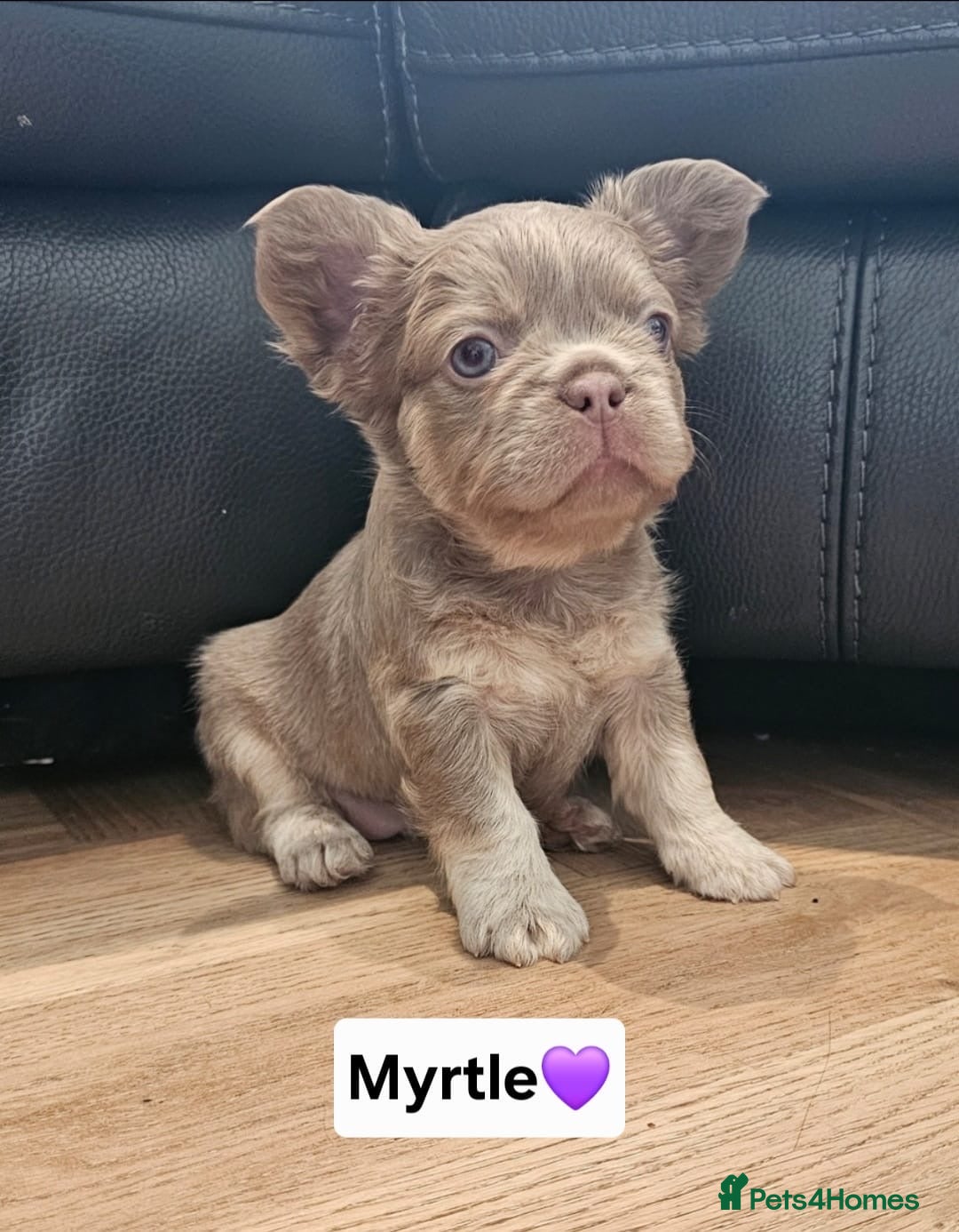 French Bulldog dogs for sale: French bulldog pups  - Image 7