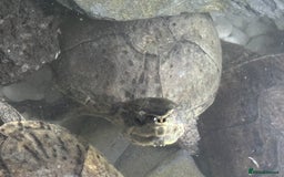 Turtle reptiles for sale: Musk turtles  - Image 3