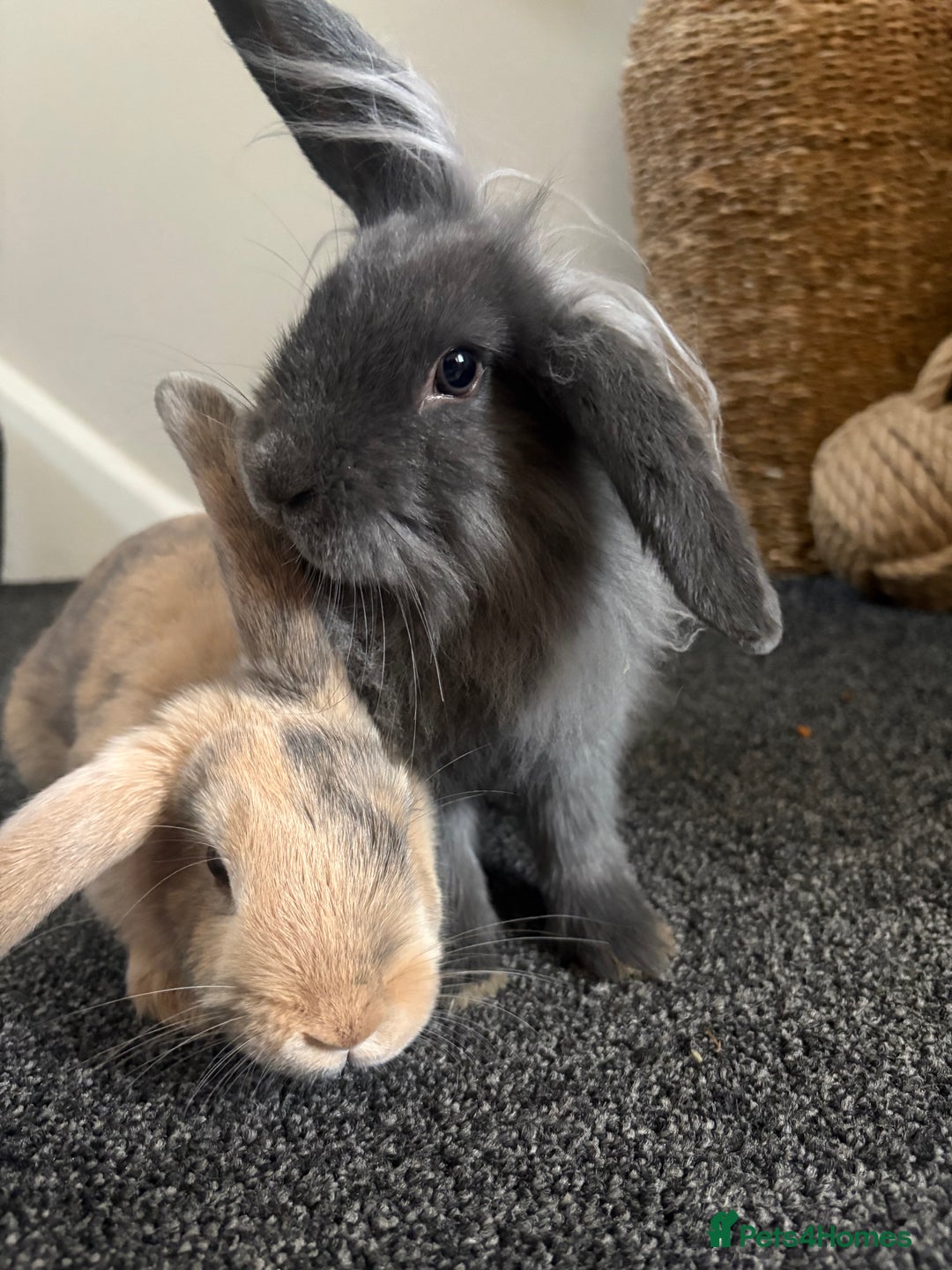 Mini Lop rabbits for sale: Minilop Rabbits - Image 2