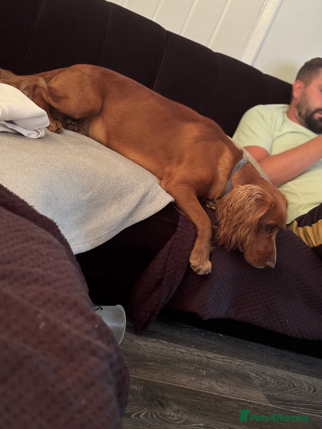 Cocker Spaniel dogs for sale: Juke  - Advert 21