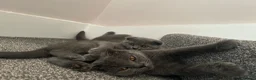 Scottish Fold cats for sale: Beautiful Scottish fold - Advert 11