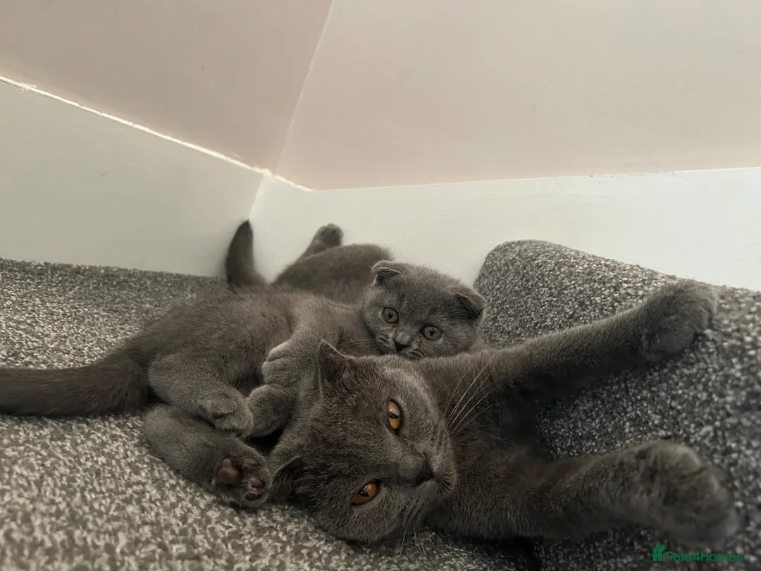 Scottish Fold cats for sale: Beautiful Scottish fold - Advert 11