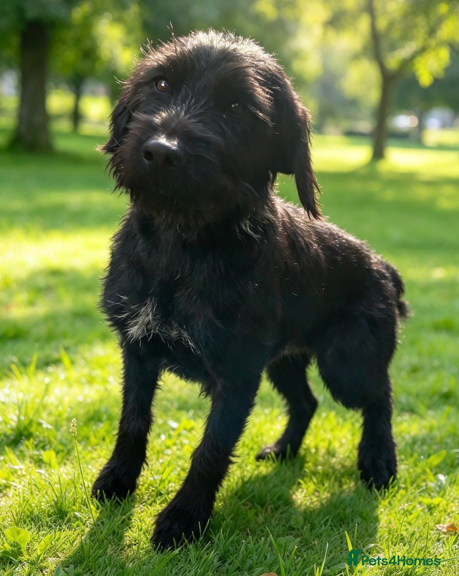 Mixed Breed dogs for sale: Labrador 1/4 cross German Wirehaired Pointer 3/4 - Advert 2