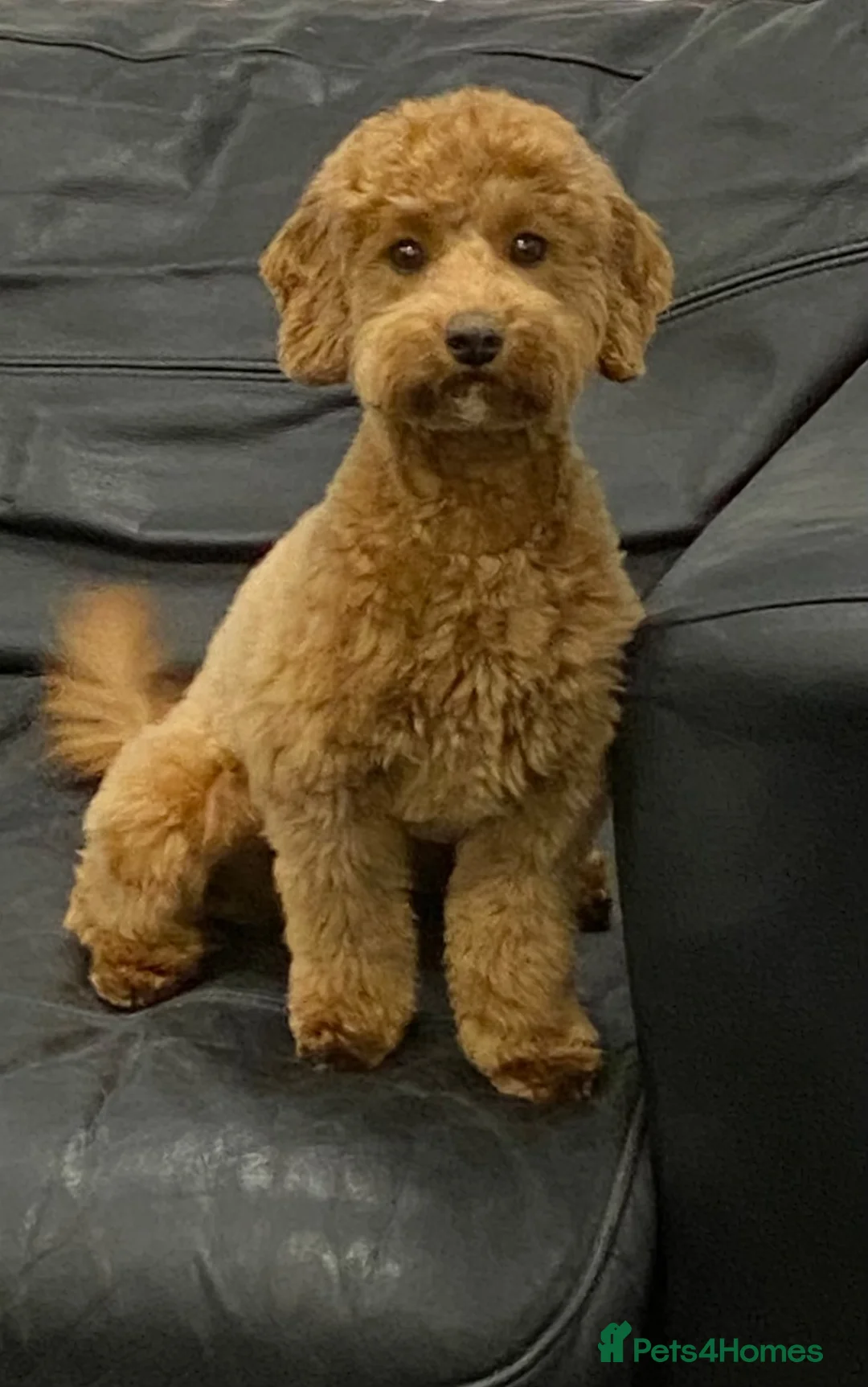 Cavapoo dogs for sale: Beautiful Male Cavapoo Puppies – £1,500 🐾 - Advert 2