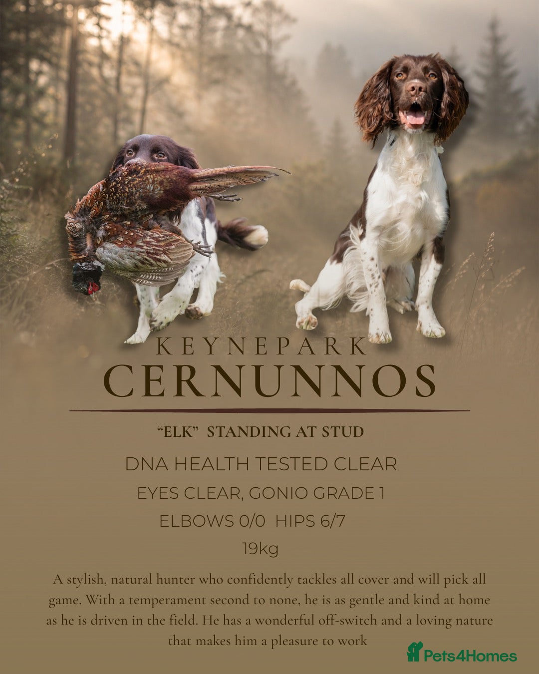 English Springer Spaniel dogs Fully health tested heavily marked stud - Advert 1