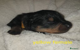 Rottweiler dogs for sale: Chunky big boned rottweilers  - Image 22