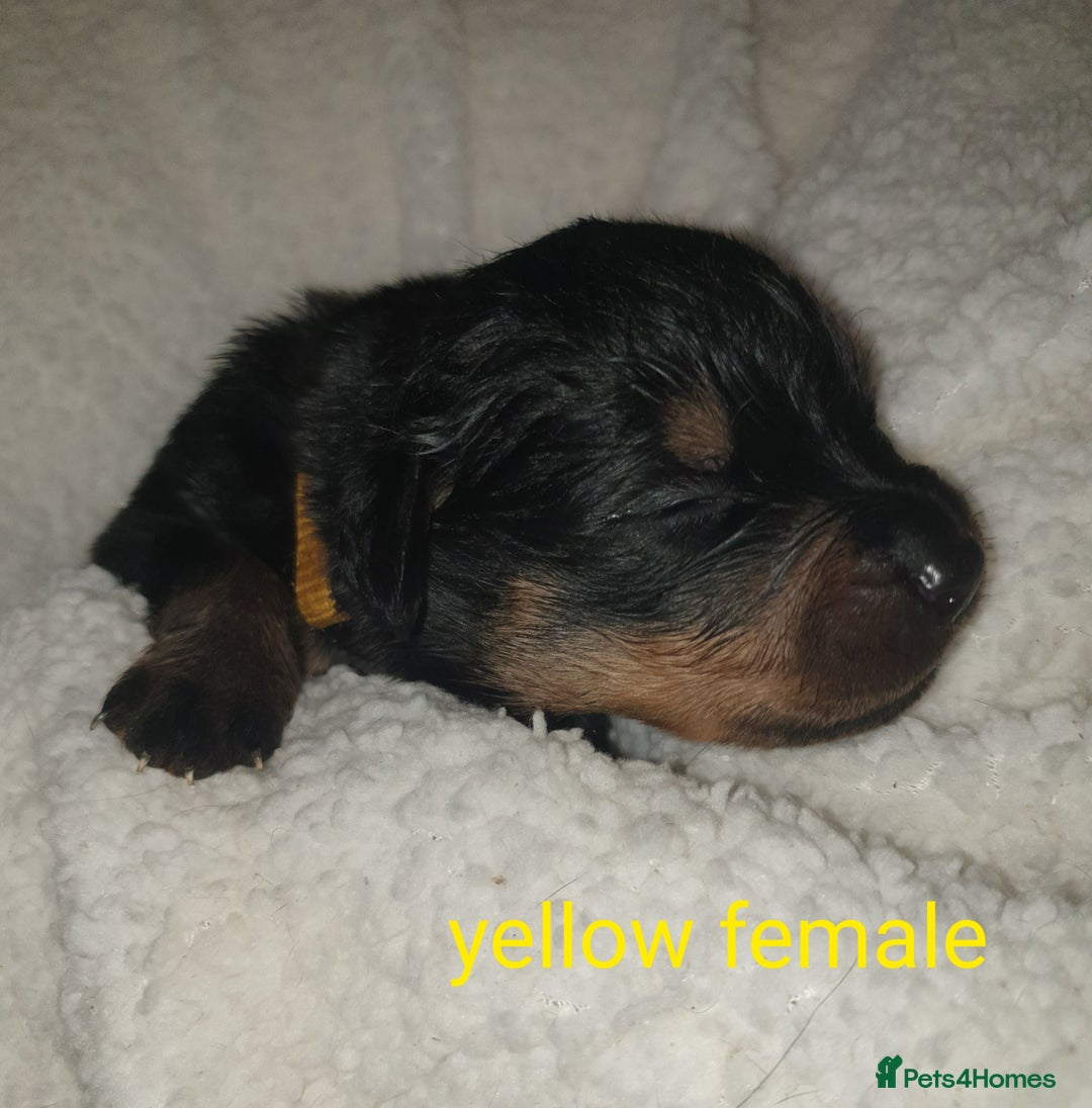 Rottweiler dogs for sale: Chunky big boned rottweilers  - Image 22
