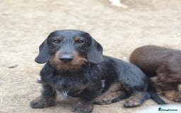 Miniature Dachshund dogs for sale: Wirehaired dachshund girl and boy - Image 5