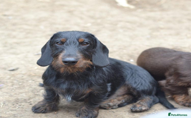 Miniature Dachshund dogs - Advert 7
