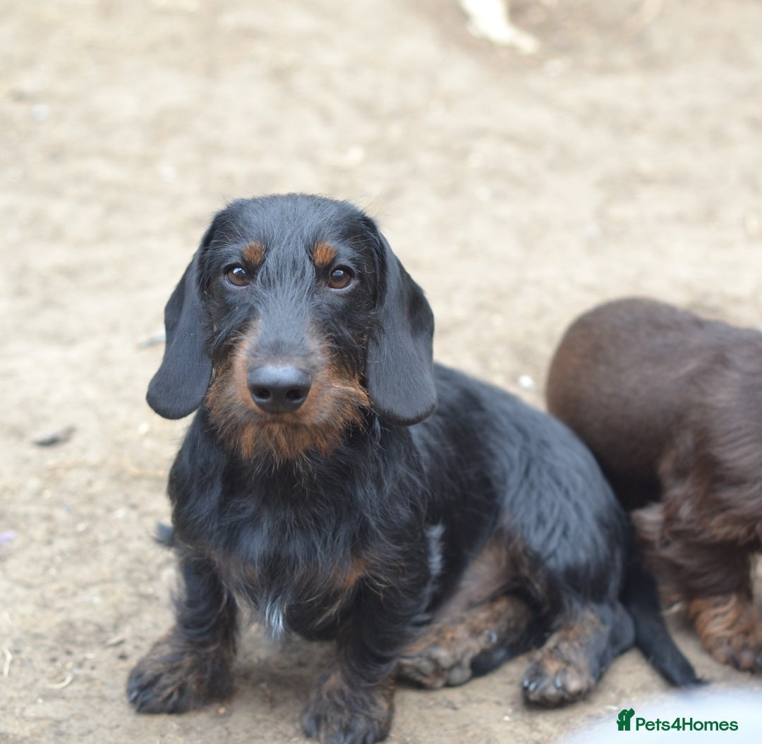 Miniature Dachshund dogs for sale: Wirehaired dachshund girl and boy - Image 5