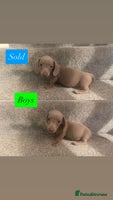 Miniature Dachshund dogs - Advert 11