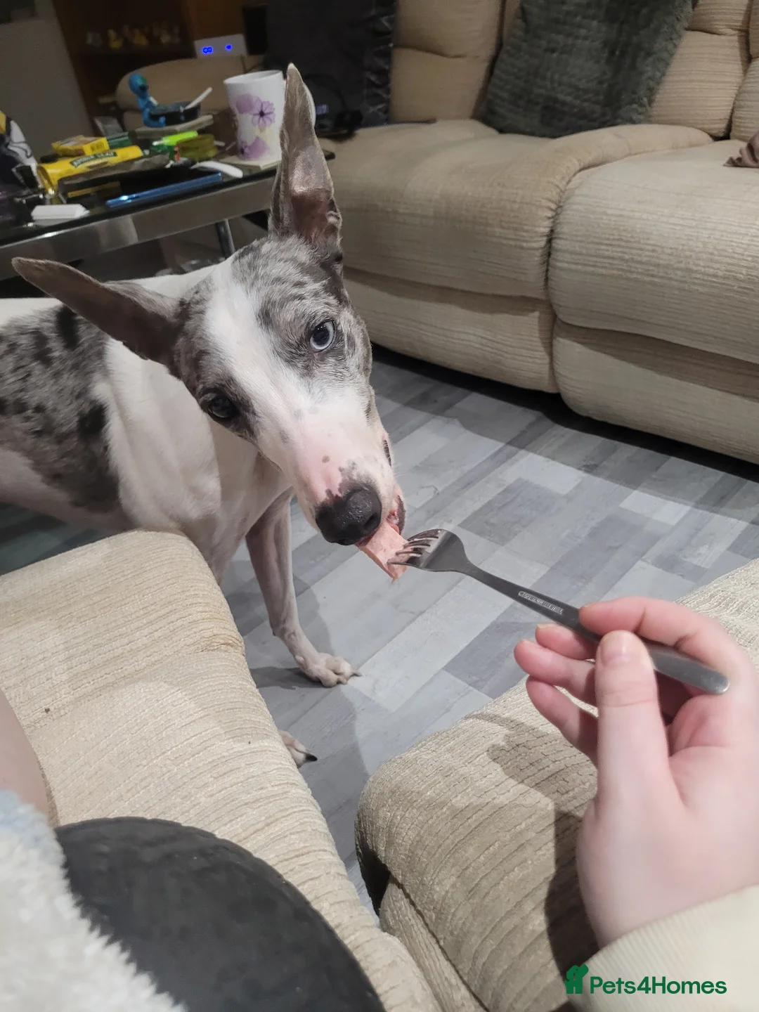 Lurcher dogs for sale: Leo 2 year old in Chorley - Advert 6