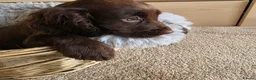 Cocker Spaniel dogs for sale: Beautiful Working Type Cocker Spaniel Puppies - Advert 14