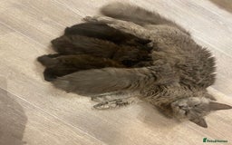 British Longhair cats for sale: British longhair kittens with Persian lineage - Image 10