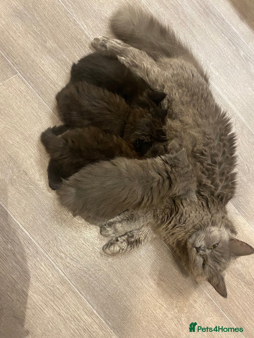 British Longhair cats for sale: British longhair kittens with Persian lineage - Image 10