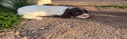 English Springer Spaniel dogs for sale: 1 bitch available springer puppies  - Advert 4