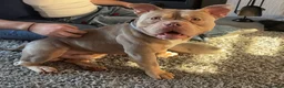 American Bully dogs for sale: American Pocket Bully - Advert 1
