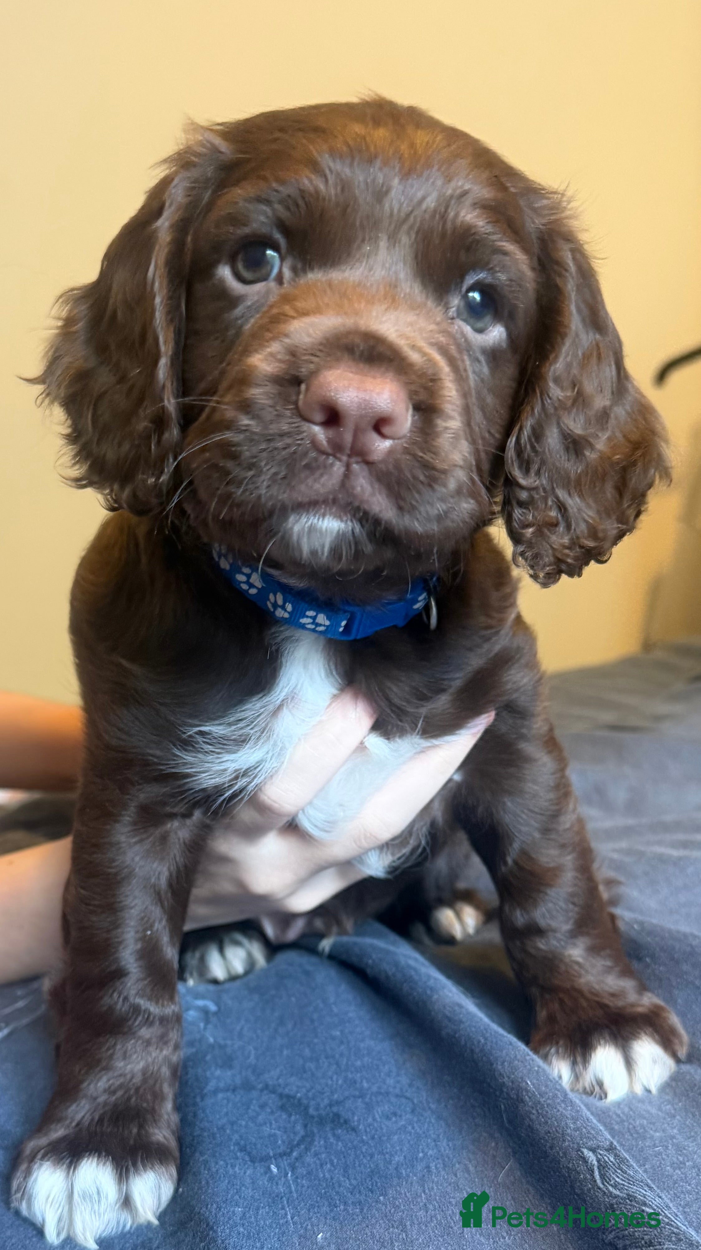 Cocker Spaniel dogs Beautiful chocolate and white cocker spaniels  - Advert 2