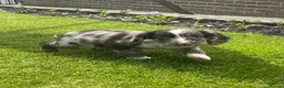 Sprocker dogs for sale: Beautiful Sprocker Puppies  - Advert 2
