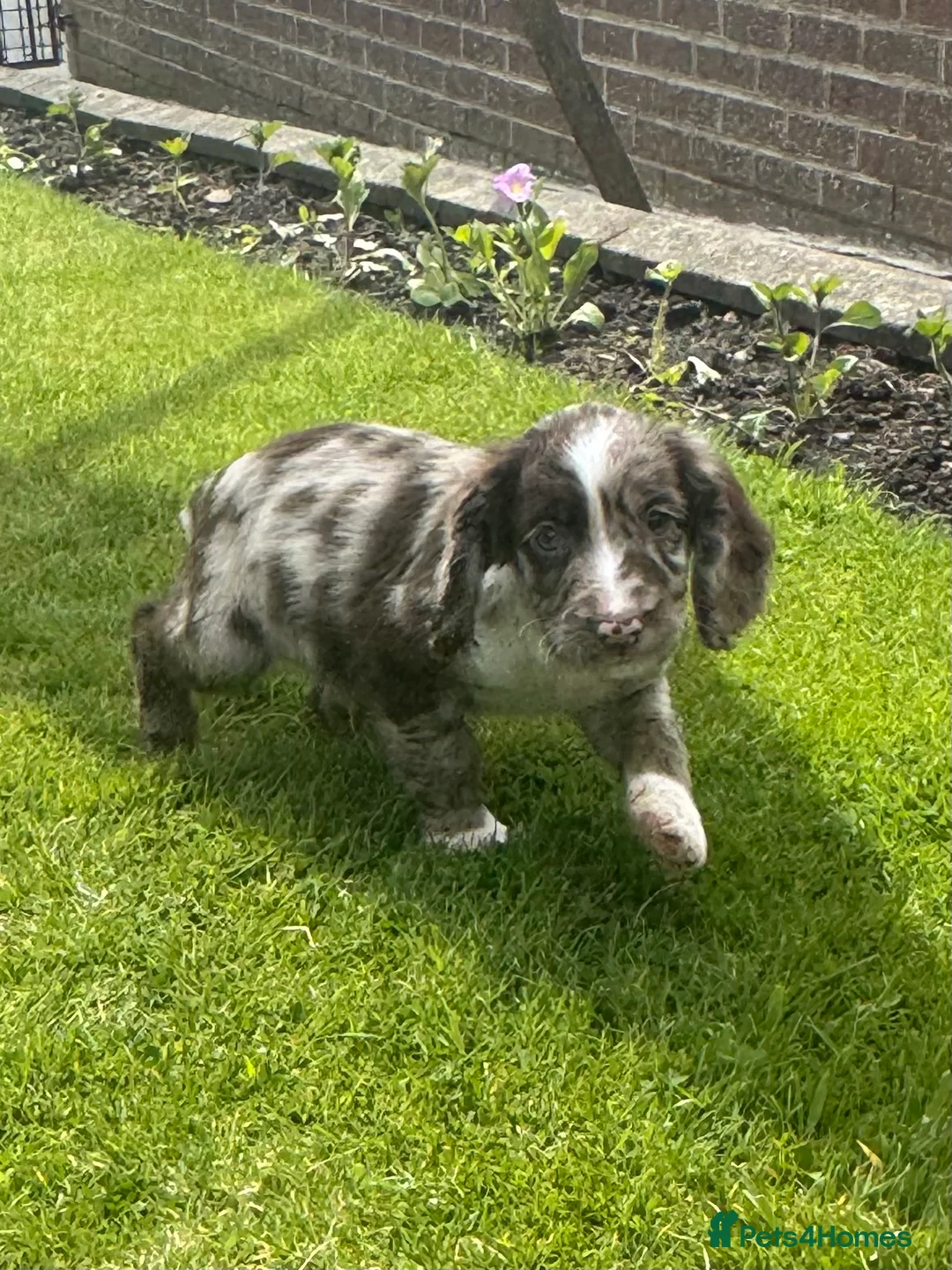 Sprocker dogs for sale: Beautiful Sprocker Puppies  - Advert 2