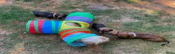 Dachshund dogs for sale: Wirehaired Dachshund, Teckel Puppies - Advert 10