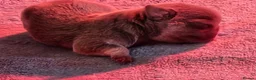 Pug dogs for sale: Stunning colourful litter of pugs - Advert 14