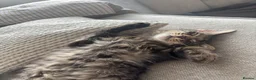 Mixed Breed cats for sale: Tuxedo + Longhaired Tabby  - Advert 5