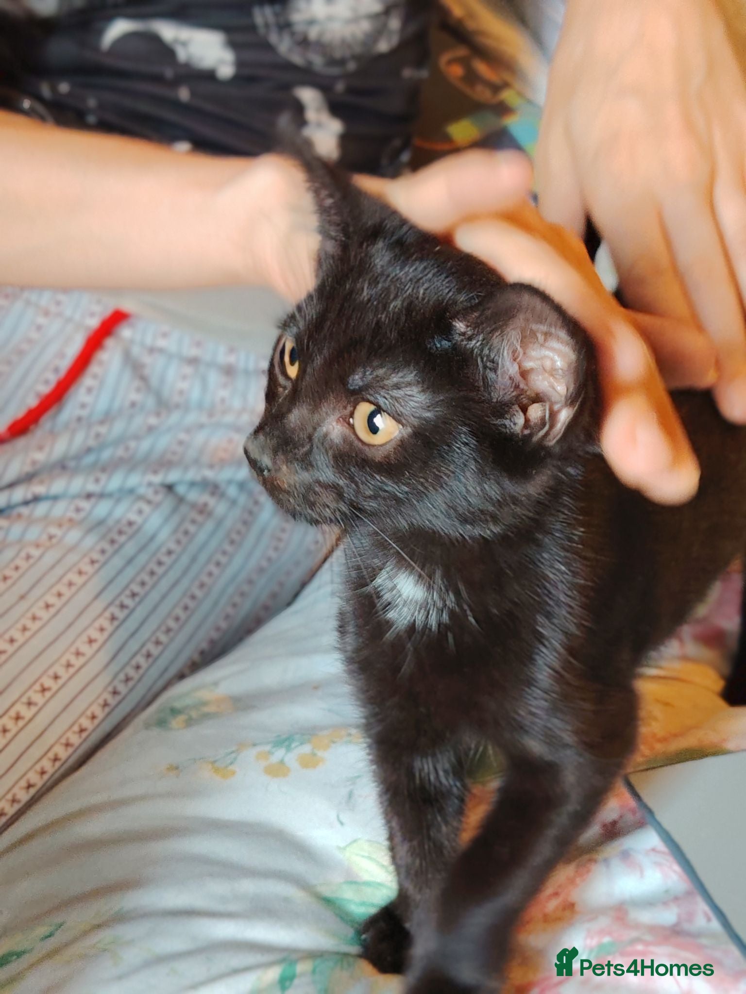 Mixed Breed cats Kitten  - Advert 1