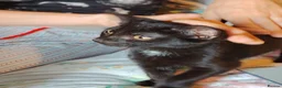 Mixed Breed cats for sale: Kitten  in Worcester - Advert 1