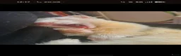Ferret rodents for sale: Friendly ferret looking for new home - Advert 3