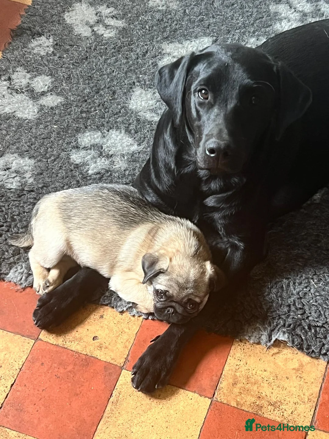 Labrador Retriever dogs for sale: 3 Labrador puppies for sale from Drakeshead lines  - Advert 2