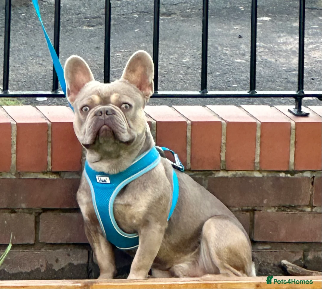 French Bulldog dogs for stud: ISABELLA CARRYING L4 in Liverpool - Advert 2