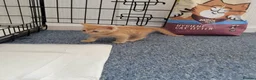Mixed Breed cats for sale: kittens for sale  - Advert 5