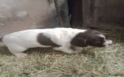 English Springer Spaniel dogs for sale: Adorable English springer spaniels - Image 5