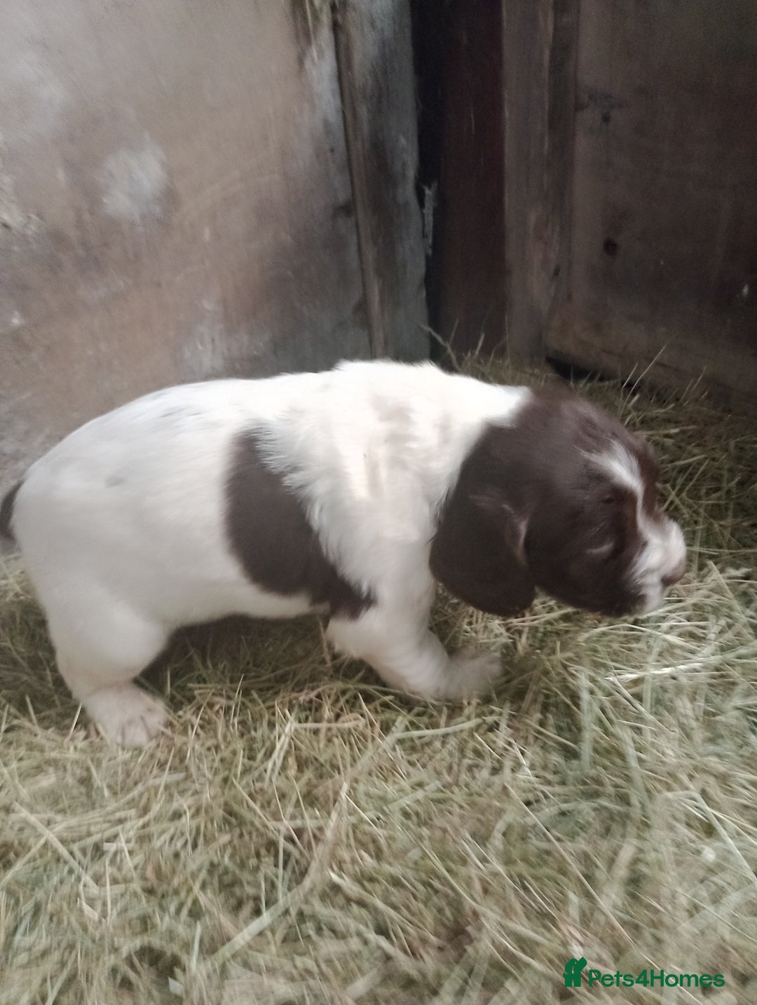English Springer Spaniel dogs for sale: Adorable English springer spaniels - Image 5