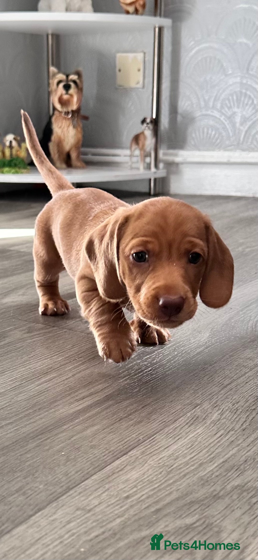 Miniature Dachshund dogs for sale: Kc registered mini Dachshund quality puppies  - Image 1