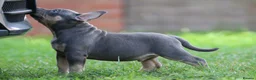 American Bully dogs for sale: READY NOW 9 beautiful ABKC pocket bullies - Advert 11