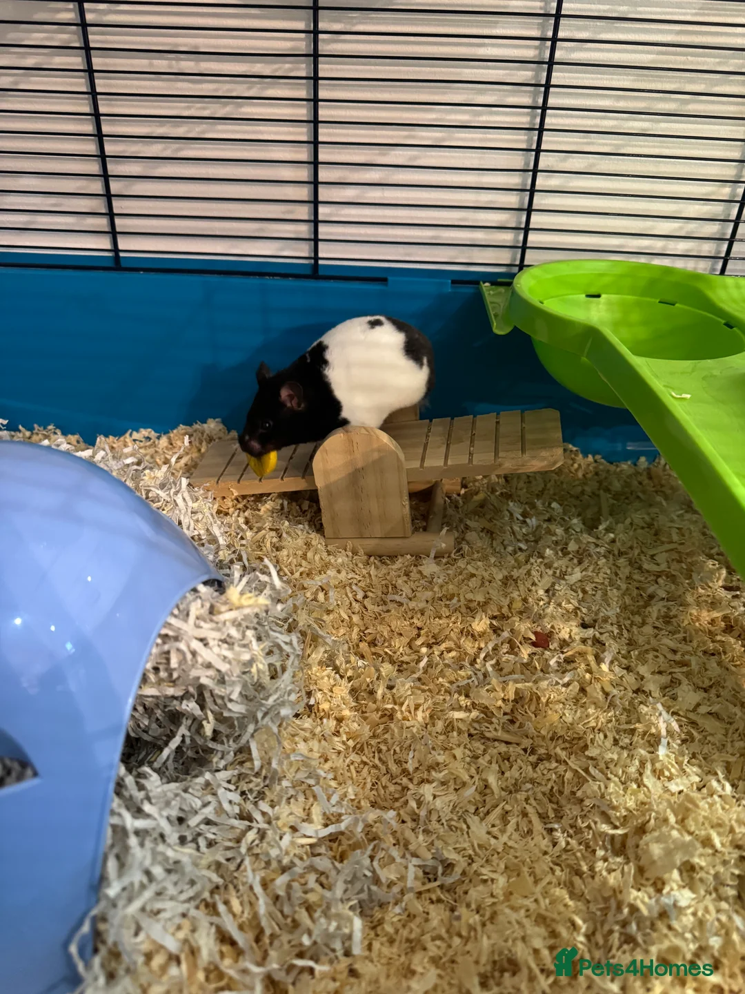 Hamster rodents for sale: Hamster and all accessories  - Advert 3