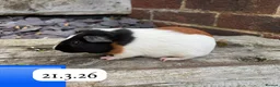 Guinea Pig rodents for sale: Gorgeous baby guinea pigs. Sheffield - Advert 8