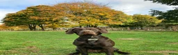 Mixed Breed dogs for sale: A great companion dog - Advert 2