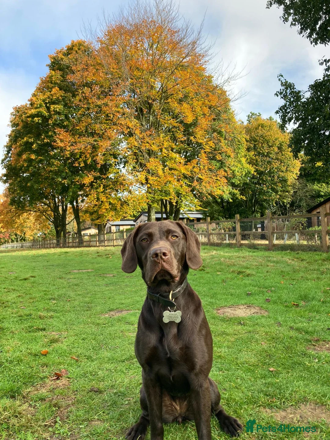 Mixed Breed dogs for sale: A great companion dog - Advert 2