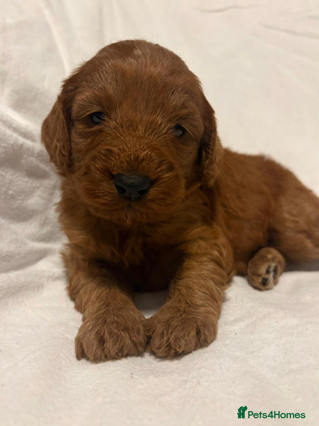 Cockapoo dogs for sale: Deep Red Cockapoos - Advert 4