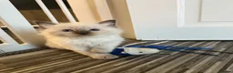 Ragdoll cats for sale: Stunning ragdoll kittens  - Advert 12