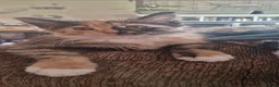 Maine Coon cats for sale: TICA reg Maine coons - Advert 17
