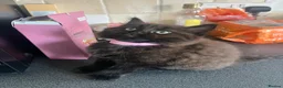 Mixed Breed cats for sale: Stunning Kittens Ready Now - Advert 15