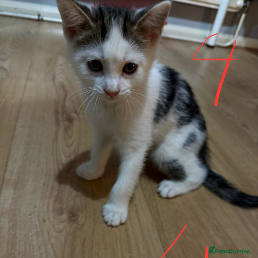 Domestic Shorthair cats for sale: 3 male kittens  - Image 6