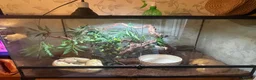 Python Snake reptiles for sale: firebelly x banana albino royal python - Advert 10