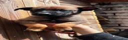Belgian Shepherd Dog dogs for sale: Belgian malinois - Advert 5